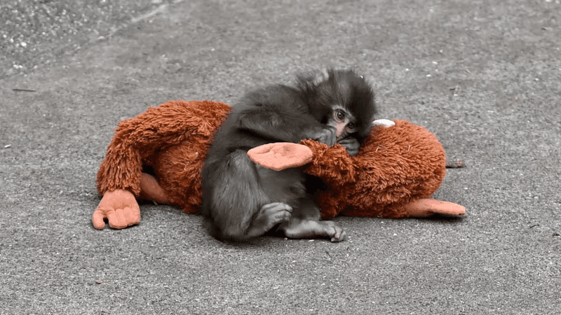 Punch het aapje schittert nu in zijn eigen videogame