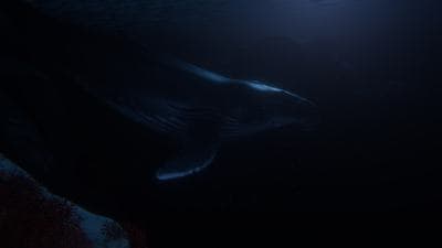 Beyond Blue screenshot 3