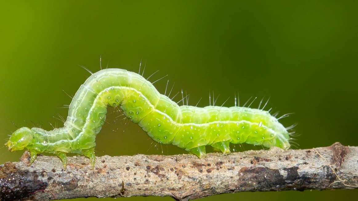 De titel van I Am a Caterpillar spreekt voor zich!