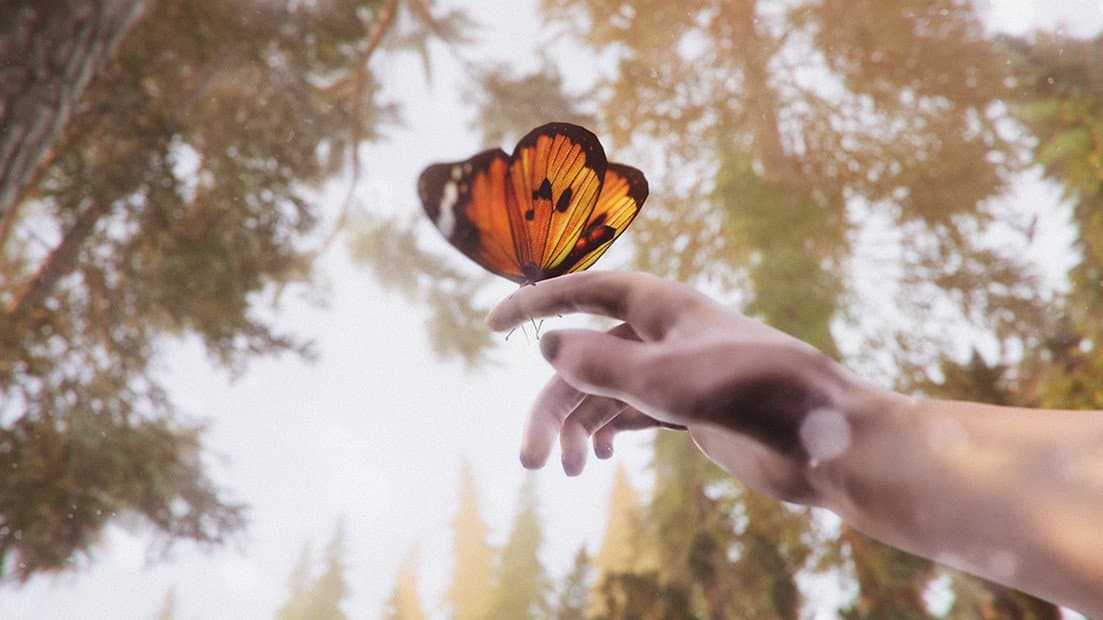 The Forest Cathedral is uit