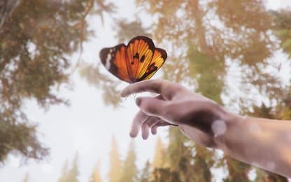 The Forest Cathedral is uit