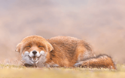 FunQuarter 625: Zei iemand Star Fox?