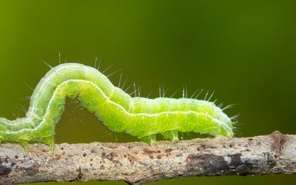 De titel van I Am a Caterpillar spreekt voor zich!