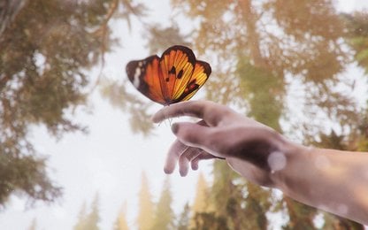 The Forest Cathedral is uit