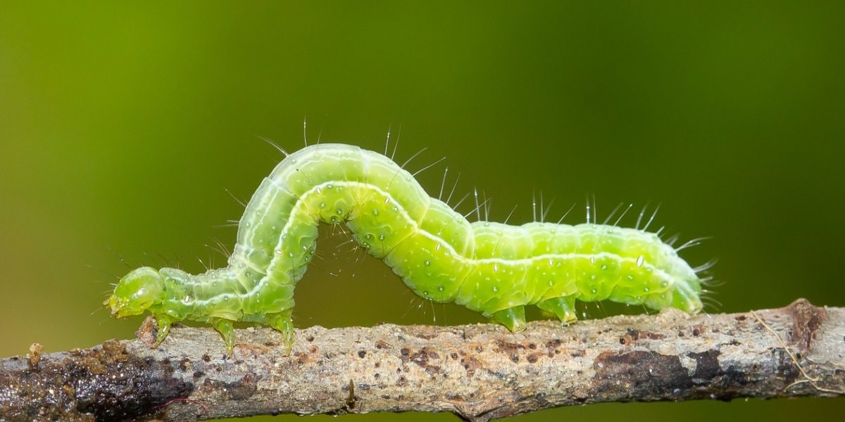 De titel van I Am a Caterpillar spreekt voor zich!