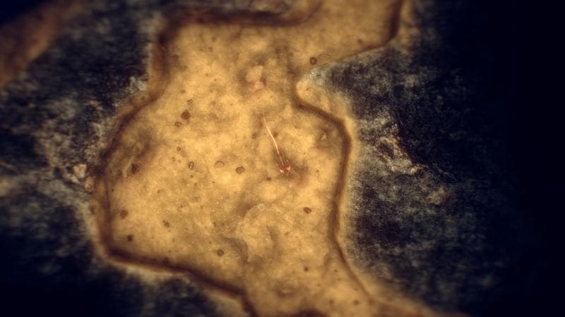 A Rat's Quest - The Way Back Home Season 1 3