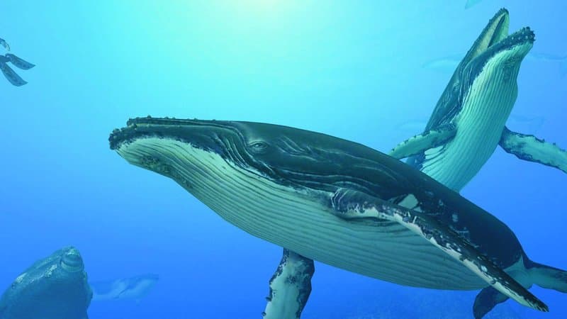 Endless Ocean 2: Adventures of the Deep