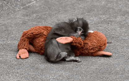 Punch het aapje schittert nu in zijn eigen videogame