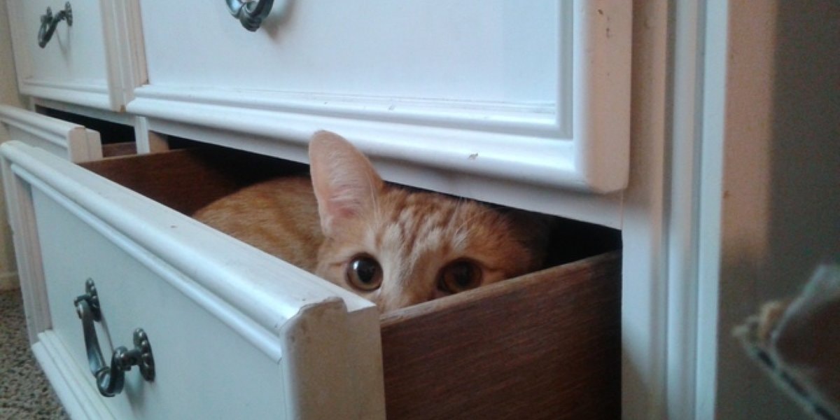 Het regent goed nieuws voor Cats and Seek