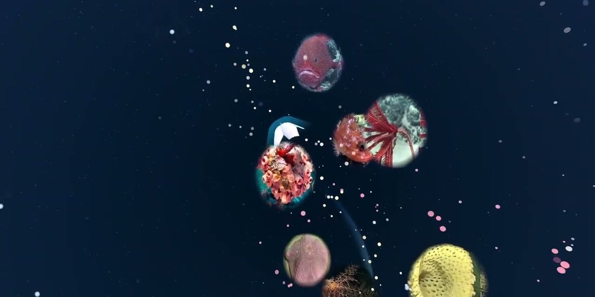 De volgende update voor Fathomverse is live