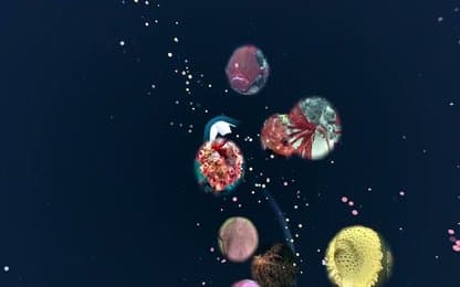 De volgende update voor Fathomverse is live